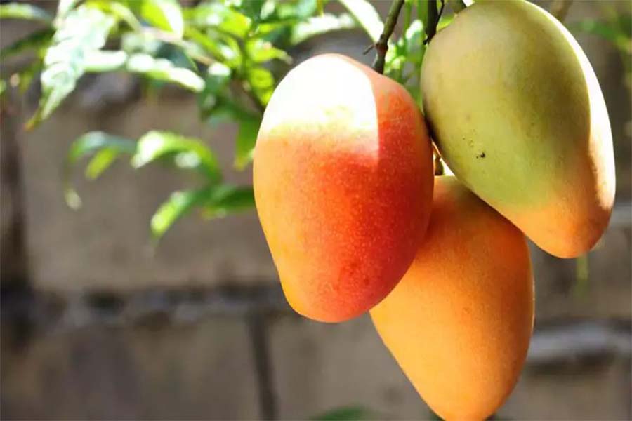 Mandioca, laranja e manga entram na lista de produtos que receberão bônus do PGPAF em setembro - News Rondônia