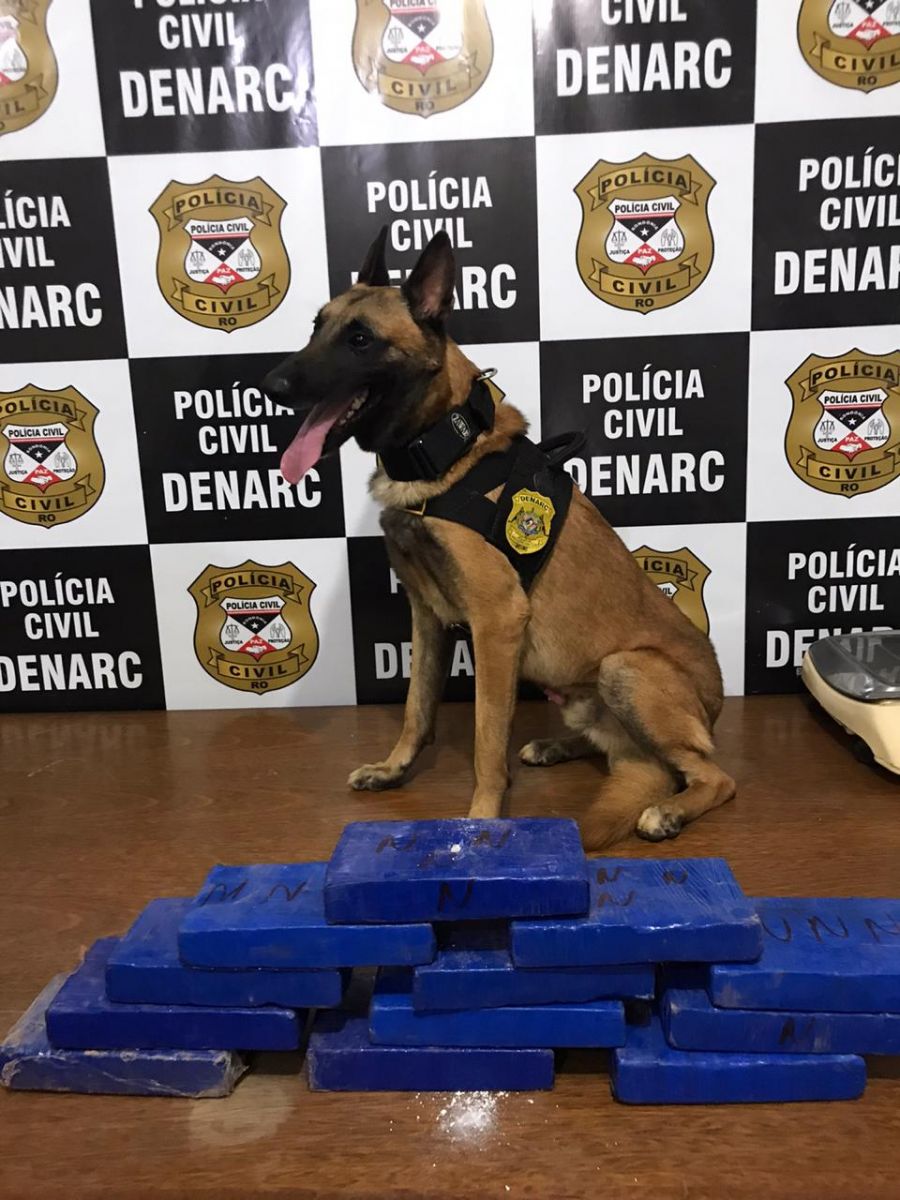 OPERAÇÃO HORUS: Denarc faz apreensão de 12 kg de cocaína avaliada em R$ 300 mil reiais na capital - News Rondônia