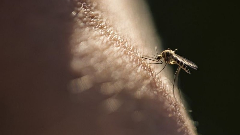 A vacina em estudo contra malária que poderia salvar 400 mil vidas por ano no mundo - News Rondônia