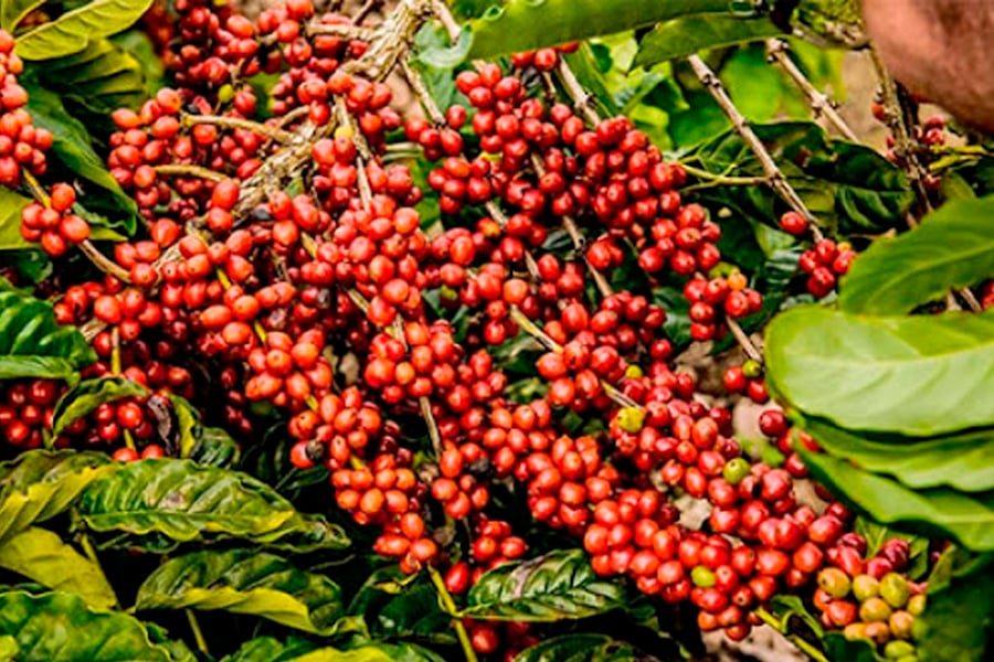 PAM: área destinada para cultivo de café diminui, mas produção aumenta - News Rondônia