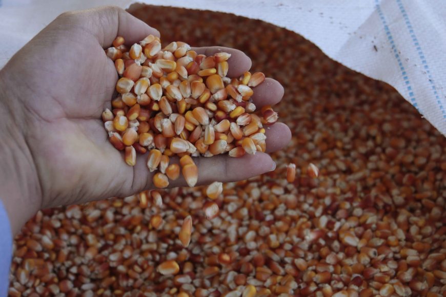 CRESCIMENTO - Rondônia avança na produção de milho e colhe 954 mil toneladas na safra 2020 - News Rondônia