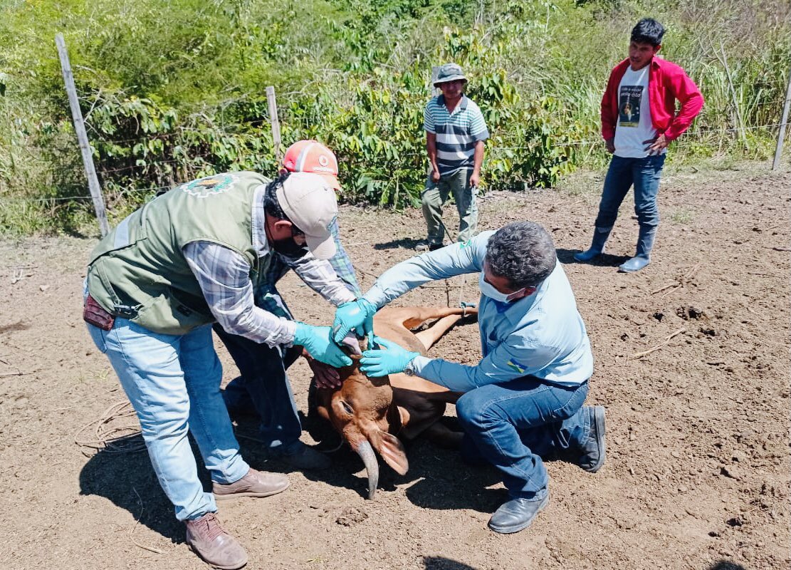 Bolívia investiga suposto caso de Aftosa na fronteira e força o alerta em Rondônia - News Rondônia
