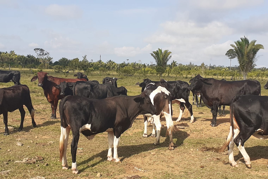 Prefeitura promove melhoria do gado leiteiro com tecnologia de melhoramento genético - News Rondônia