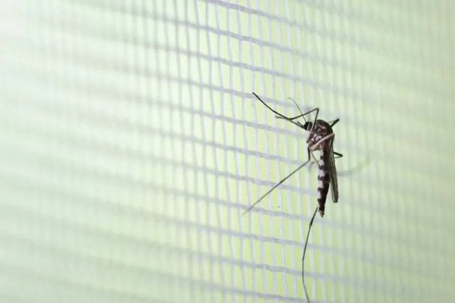 Infecção por dengue cai 77% em teste com bactéria em mosquito 'Aedes aegypti' - News Rondônia