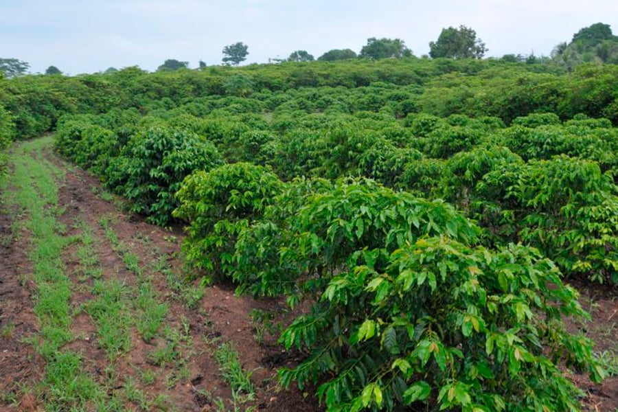 Programa 'Plante Mais' vai incentivar aumento da produção cafeeira e cacaueira em Rondônia - News Rondônia