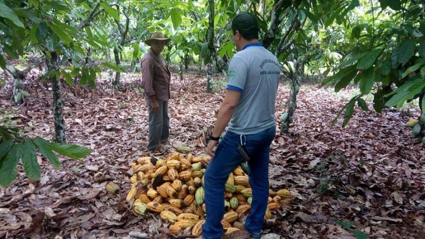 Reforço na lavoura impulsiona a produção de cacau em Rondônia; ausência de fungos fortalece cultivo - News Rondônia