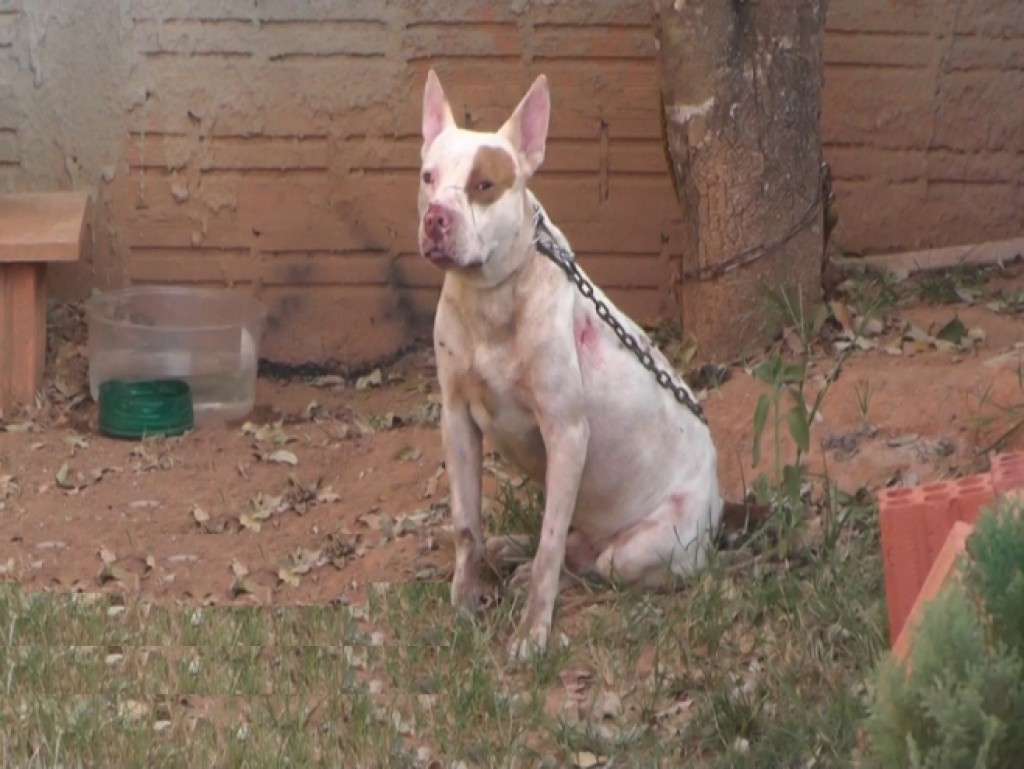 No Mato Grosso: Adolescente ganha pitbull e tem braço dilacerado pelo cachorro; Mãe da jovem também foi atacada - News Rondônia