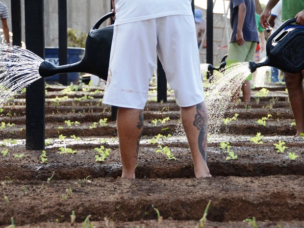 PROJETO DE HORTA ORGÂNICA CONTRIBUI PARA RESSOCIALIZAÇÃO DE ADOLESCENTES EM CUMPRIMENTO DE MEDIDAS SOCIOEDUCATIVAS EM ARIQUEMES - News Rondônia