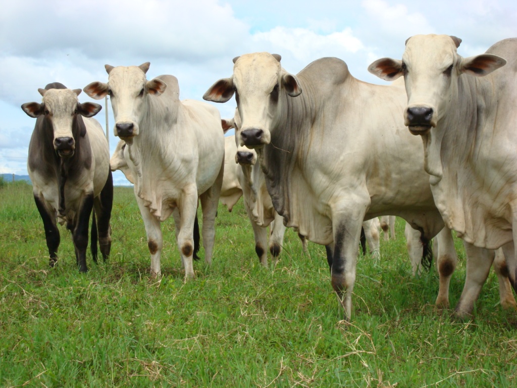 Governo de Rondônia identifica pendências milionárias de ICMS com saída de gado do Estado - News Rondônia