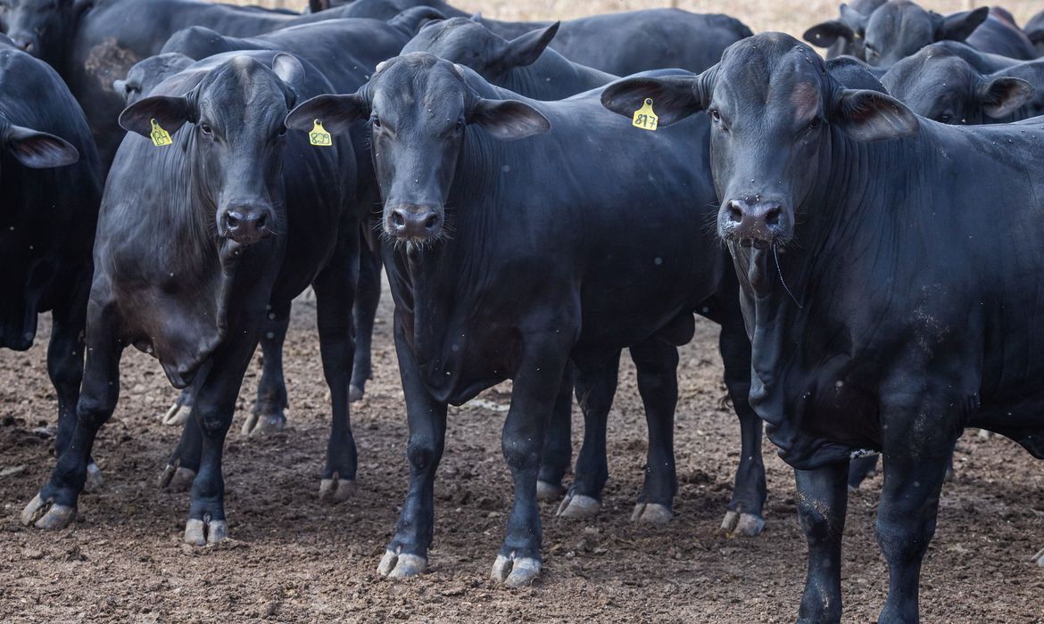 Abate de bovinos cai 10,3% no primeiro trimestre do ano - News Rondônia