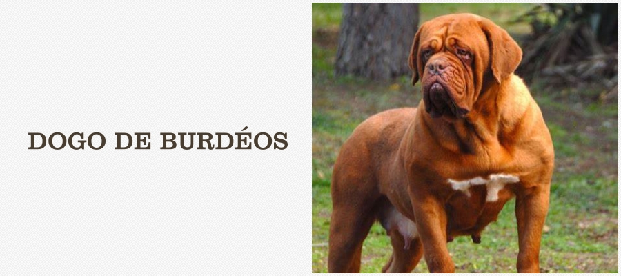 Cinco raças de cães proibidas e perigosas - News Rondônia