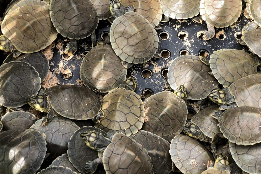 Mais de 100 mil filhotes de tartaruga serão soltos no rio Guaporé, região de Costa Marques neste domingo, 5 - News Rondônia