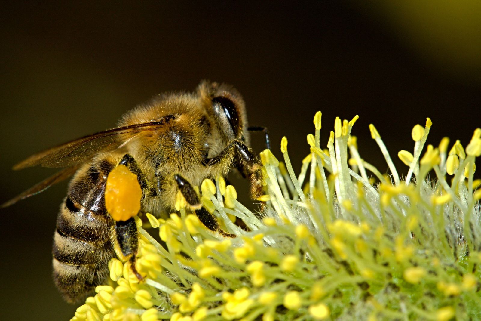 As abelhas e o agronegócio - por Heber Luiz Pereira - News Rondônia