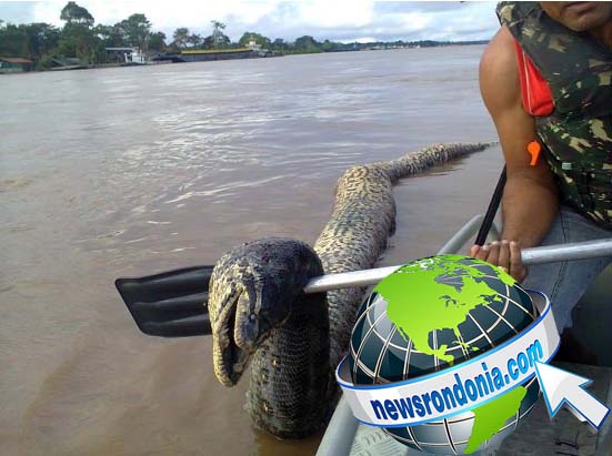 EXCLUSIVO: Cobra sucuri gigante é encontrada morta no Rio Madeira  VEJA FOTOS - News Rondônia