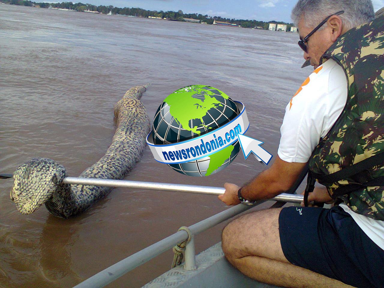 EXCLUSIVO: Cobra sucuri gigante é encontrada morta no Rio Madeira  VEJA FOTOS - News Rondônia
