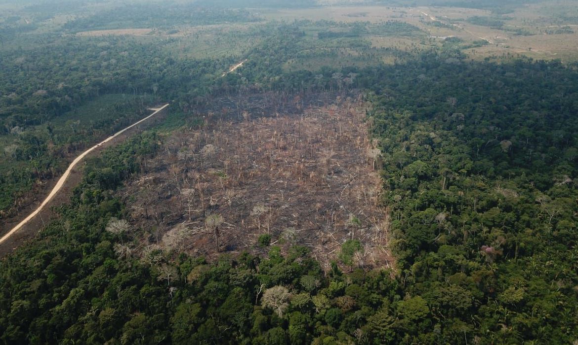 Desmatamento da Amazônia sobe 9,5% e atinge 11 mil km2 - News Rondônia