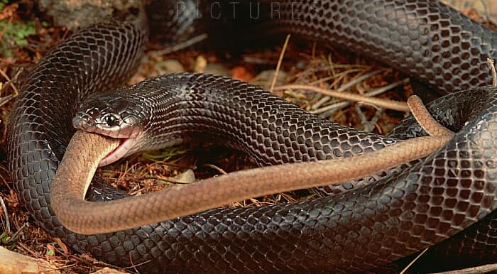 ALERTA - Jiboia e cobra muçurana são encontradas em residências de Rondônia - News Rondônia