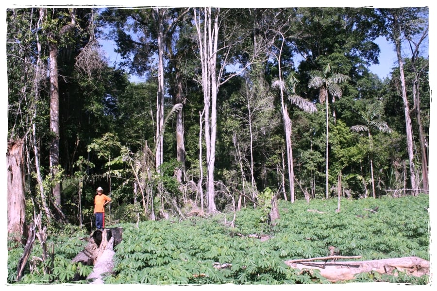 Sem apoio, indígenas de Rondônia pedem ajuda para comprar insumos para o roçado - News Rondônia