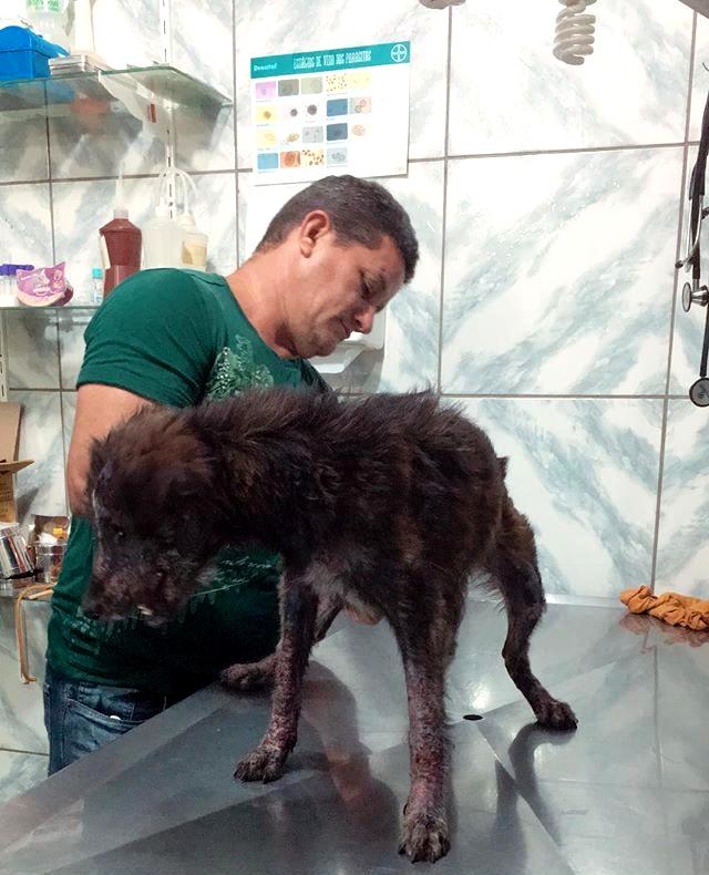VOLUNTARIADO: No Dia Mundial dos Animais, voluntários comemoram o resgate e adoções de cães maltratados e mutilados em Porto Velho - News Rondônia