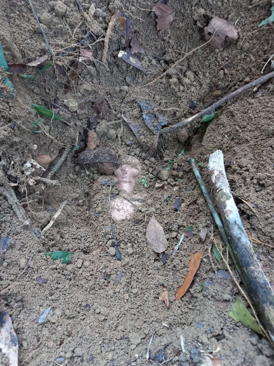 IMAGENS FORTES - Mulher é enterrada viva após denunciar traficantes, no Amazonas - News Rondônia
