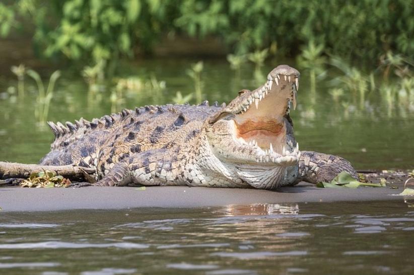 VÍDEO IMPRESSIONANTE: Pai salva filha da mandíbula de crocodilo gigante - News Rondônia