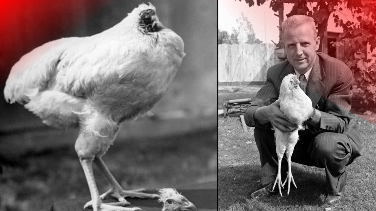 Conheça o frango que viveu sem cabeça 18 meses nos Estados Unidos - News Rondônia
