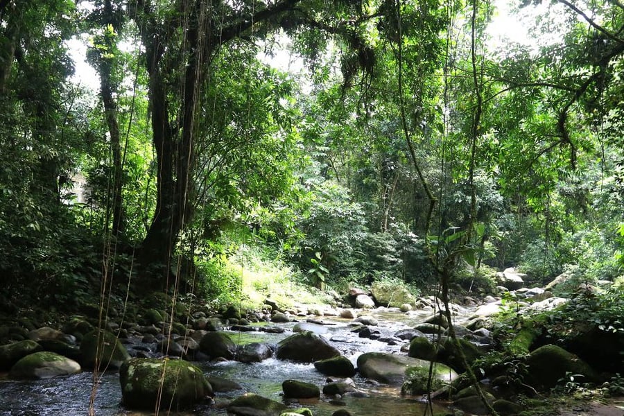 Projetos privados mantêm reservas ecológicas na Mata Atlântica - News Rondônia