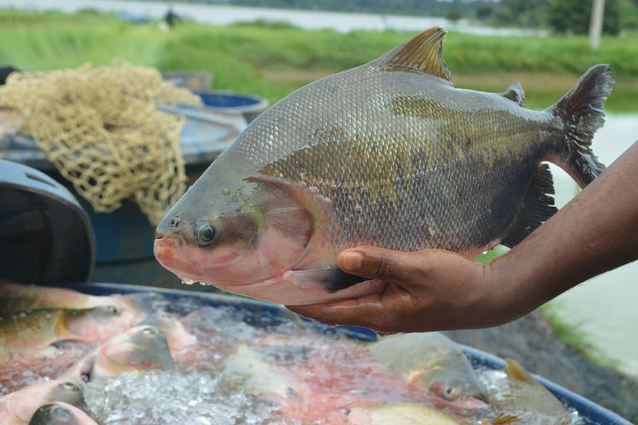 Ações de fomento eleva a piscicultura de Rondônia para o maior produtor de peixes nativos em cativeiro - News Rondônia