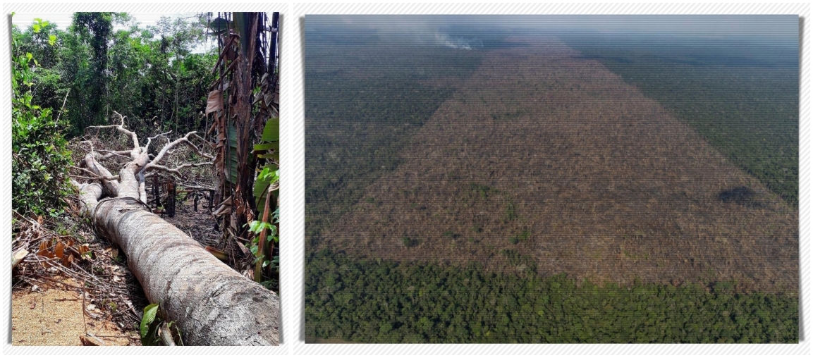 Amazônia Legal tem queda no índice de desmatamento - News Rondônia