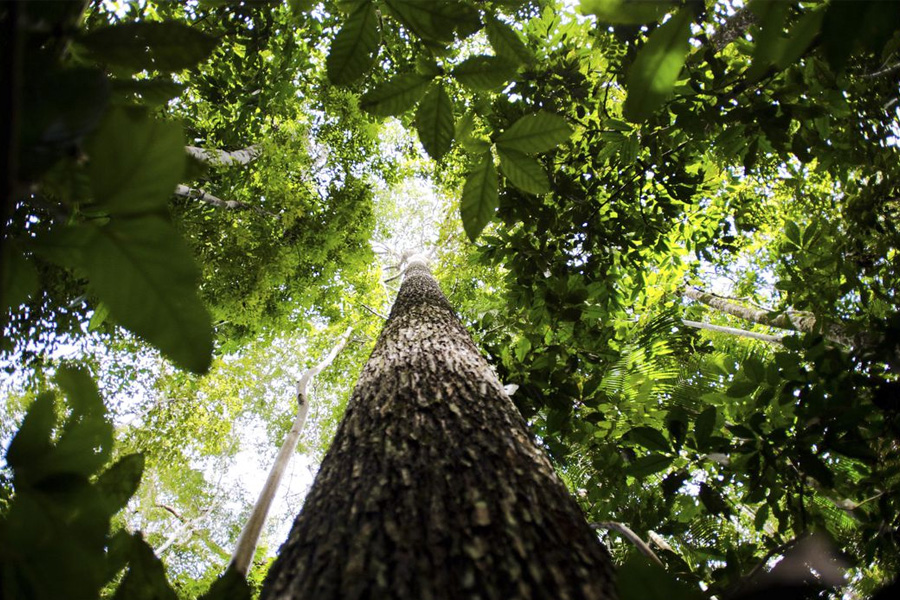 Programa vai formar empreendedores que apoiem a Floresta Amazônica - News Rondônia