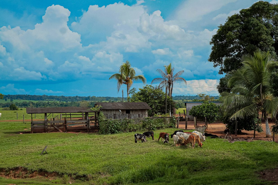 Gado de leite, banana e mandioca garantem sustento a mais de 70 mil famílias de pequenos produtores em Rondônia - News Rondônia