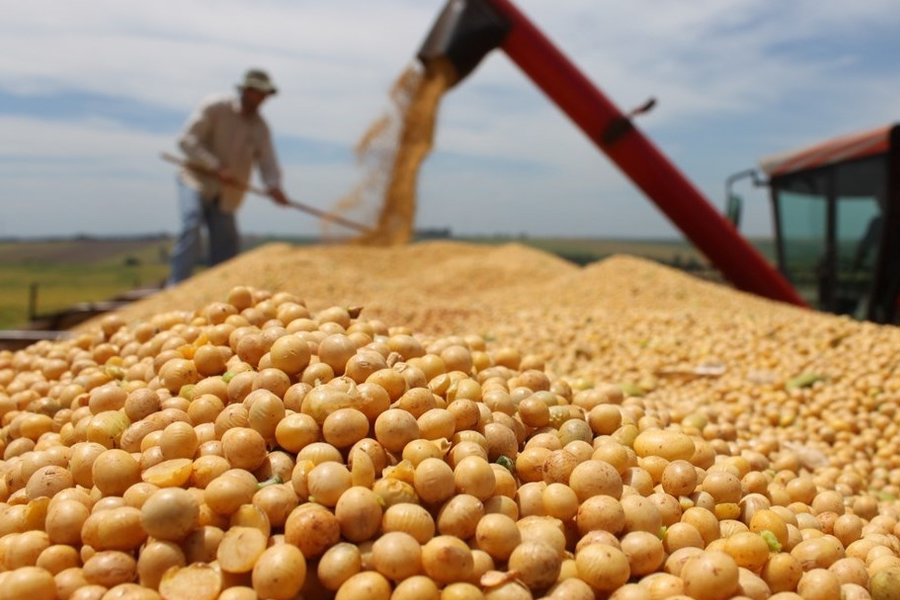 Conab estima safra de grãos em 310,6 milhões de toneladas com ganhos de produtividade no Centro-Oeste - News Rondônia