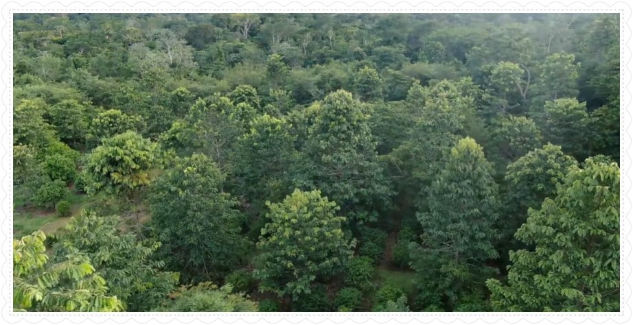 Reflorestamento Renascer, desenvolvido pelos Paiter Suruí é indicado ao Prêmio United Earth Amazônia - News Rondônia