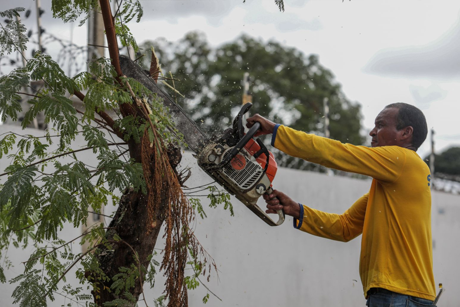 Poda e corte de árvores necessitam de autorização - News Rondônia
