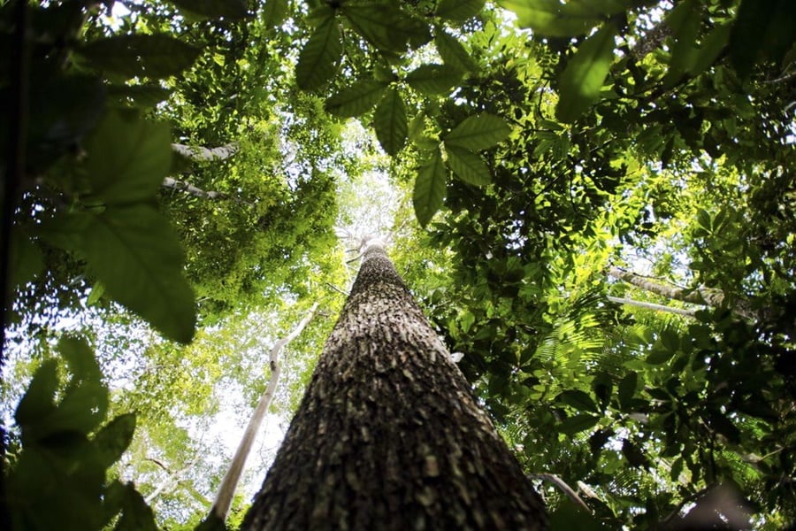 Alertas de desmatamento na Amazônia caem 68% em abril - News Rondônia