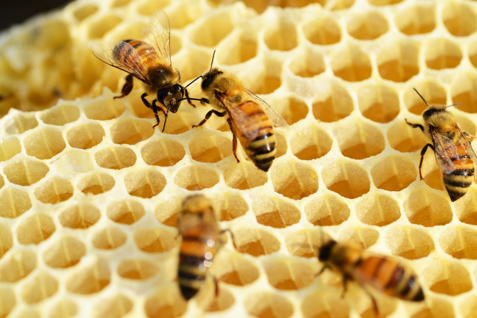 Ondas de calor e a perda de abelhas - News Rondônia
