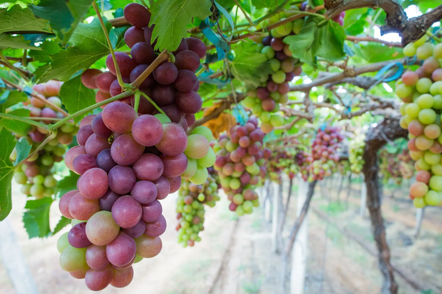 Preço mínimo da uva industrial será de R$ 1,58 por quilo em 2023 - News Rondônia