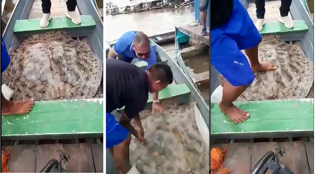 Vídeo impressionante: pescadores do Acre conseguiram capturar arraia de 50 quilos - News Rondônia