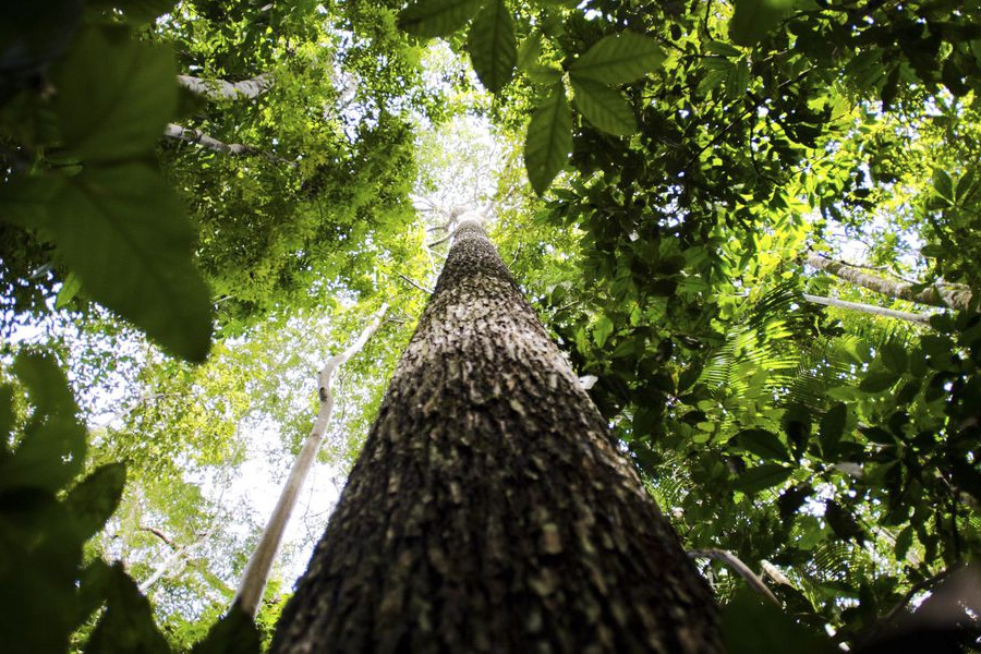 Brasil, Indonésia e Congo unem-se para preservar florestas tropicais - News Rondônia