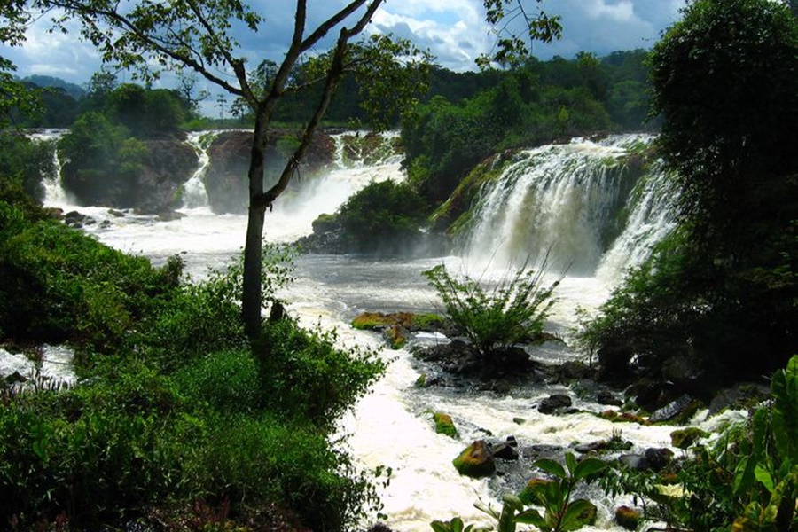 ICMBio divulga balanço sobre combate a crimes ambientais - News Rondônia