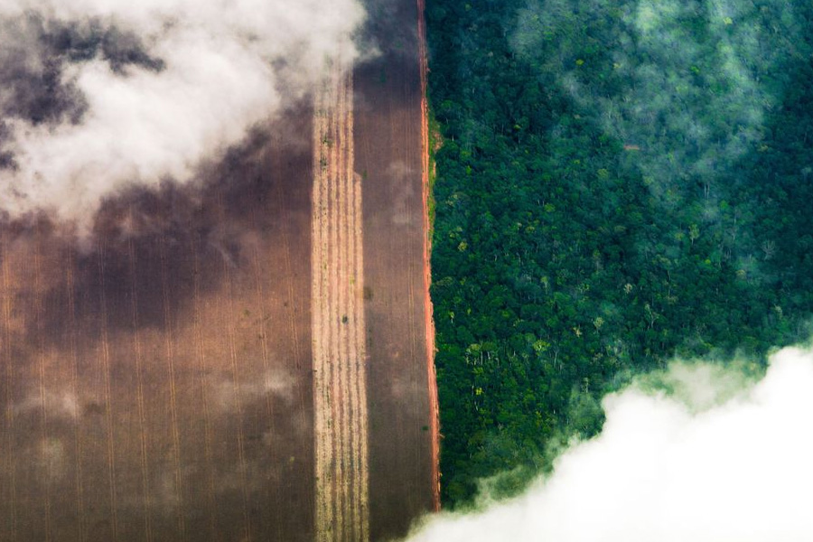Banco Mundial alerta para dano permanente do desmatamento na Amazônia - News Rondônia