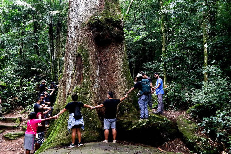 Pesquisa revela que desmatamento ameaça Mata Atlântica - News Rondônia
