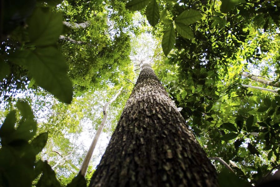 Plano contra desmatamento na Amazônia recebe sugestões até dia 26 - News Rondônia