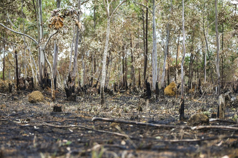 Brasil queimou área equivalente a Colômbia e Chile entre 1985 e 2022 - News Rondônia