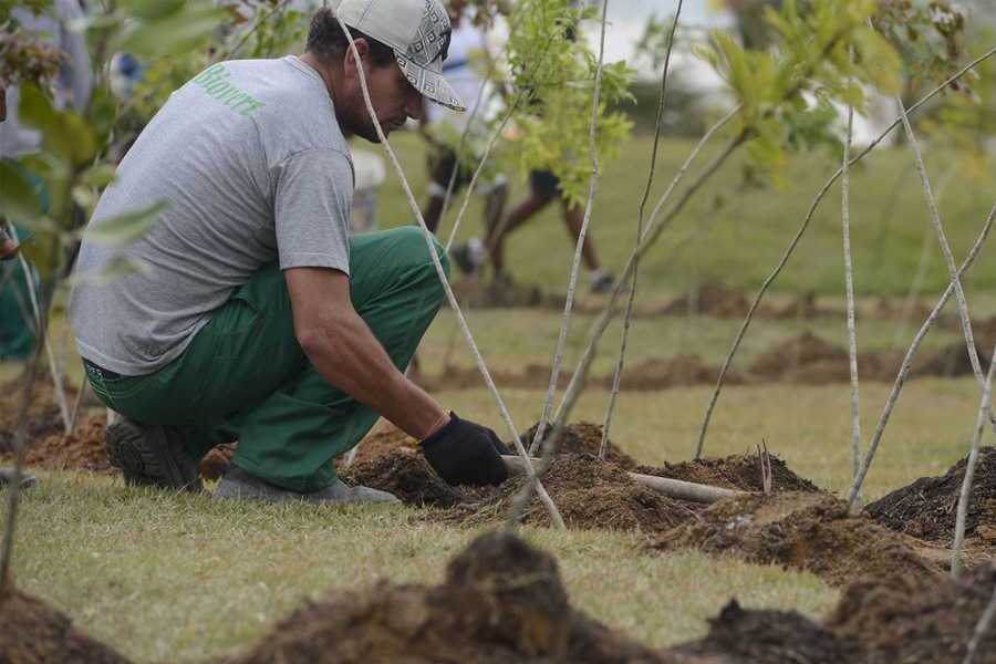 Dia da Árvore: projeto ajuda a reflorestar bioma 100% brasileiro - News Rondônia