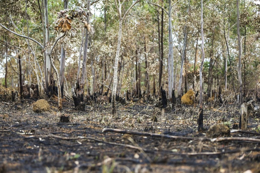 Inpe: desmatamento aumenta no Cerrado e cai na Amazônia - News Rondônia