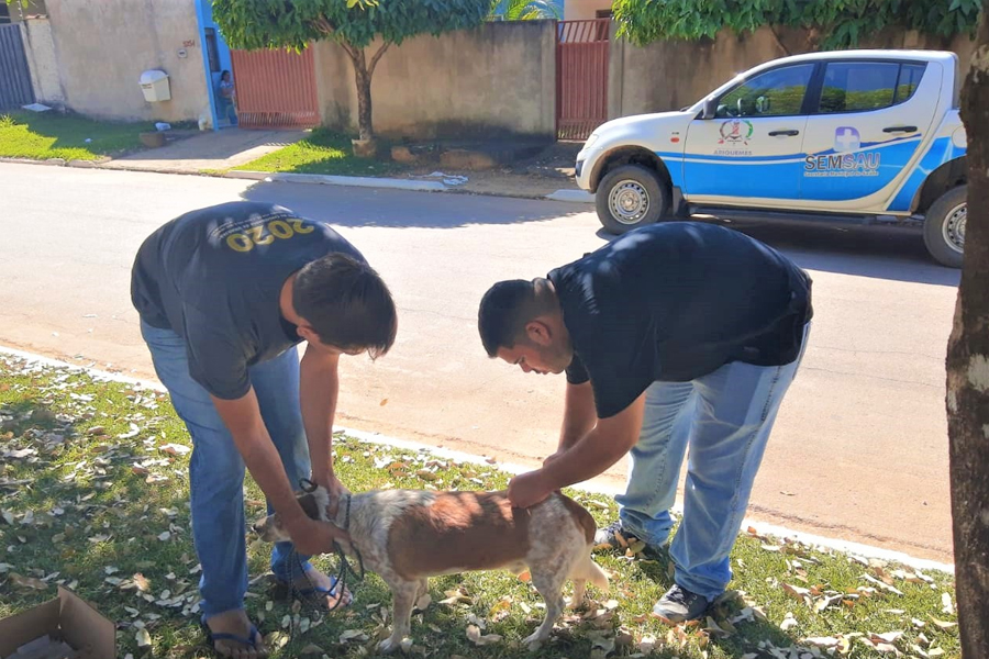 Ariquemes - Campanha de vacinação antirrábica imuniza mais de 8 mil animais - News Rondônia