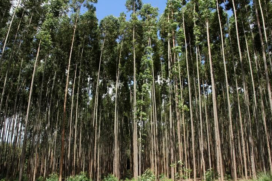 Governo de Rondônia adere ao Plano ABC+, agricultura de baixa emissão de carbono - News Rondônia