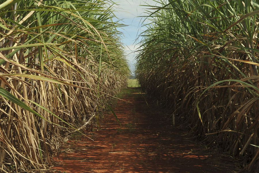Ministério rateia nova cota para venda de açúcar aos EUA - News Rondônia