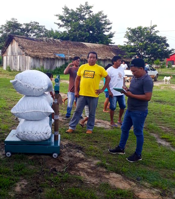 Com a ajuda de parceiros, indígenas da etnia Zoro coletam 120 toneladas de castanha-do-Brasil nesta safra - News Rondônia